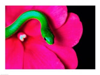 Smooth Green Snake on a flower | Obraz na stenu