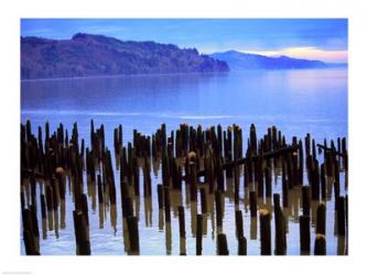 Wooden posts in water, Columbia River, Washington, USA | Obraz na stenu