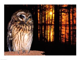 Barred Owl perching on a log | Obraz na stenu