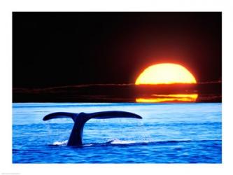 Tail fin of a whale in the sea | Obraz na stenu