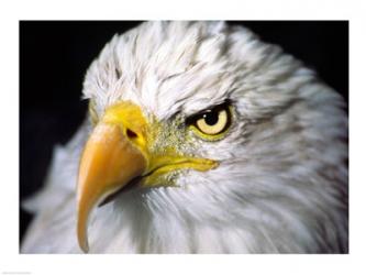 Close-up of a Bald eagle (Haliaeetus leucocephalus) | Obraz na stenu