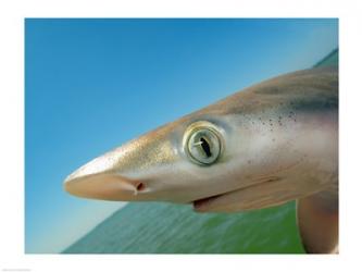 Close-up of an Atlantic Sharpnose Shark, Gulf Of Mexico, Florida, USA | Obraz na stenu