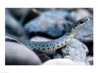 Common Garter Snake | Obraz na stenu