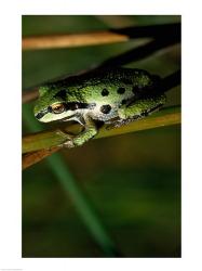 Pacific Tree Frog | Obraz na stenu