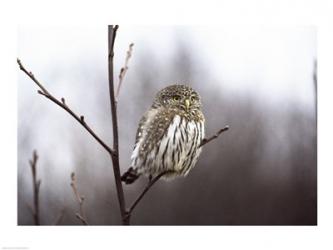 Pygmy Owl | Obraz na stenu