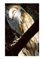 Barn Owl | Obraz na stenu