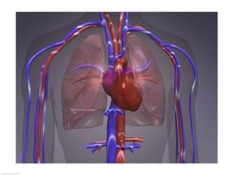 Close-up of the circulatory system | Obraz na stenu