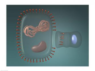 Close-up of antigens produced in the human cell | Obraz na stenu