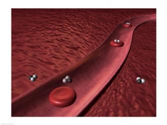 Close-up of red blood cells | Obraz na stenu