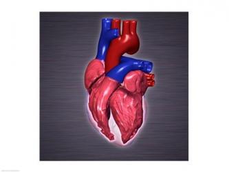 Close-up of a human heart | Obraz na stenu