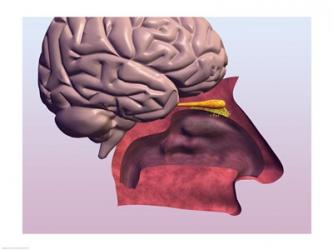 Close-up of a human olfactory system | Obraz na stenu