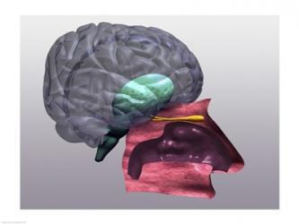 Close-up of a human olfactory system | Obraz na stenu