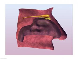 Close-up of a human olfactory system | Obraz na stenu