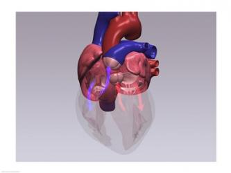 Close-up of a human heart | Obraz na stenu