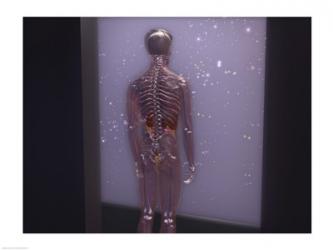Rear view of a human skeleton | Obraz na stenu