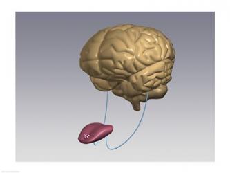 Close-up of a human tongue connected to a human brain | Obraz na stenu