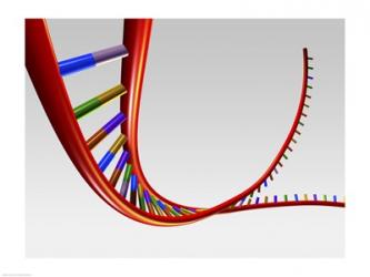 Close-up of a human DNA structure | Obraz na stenu