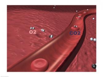 Close-up of the atoms of oxygen and carbon dioxide in human blood platelets | Obraz na stenu