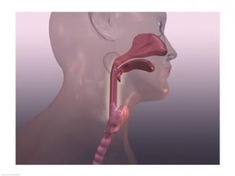 Close-up of a human respiratory system | Obraz na stenu