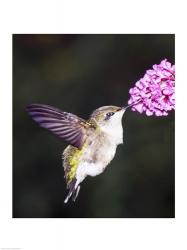 Hummingbird | Obraz na stenu
