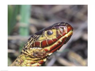 Red-bellied Water Snake | Obraz na stenu