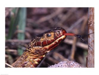 Red-bellied Water Snake | Obraz na stenu