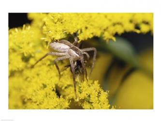 Close-up of a Lynx Spider carrying a bee | Obraz na stenu
