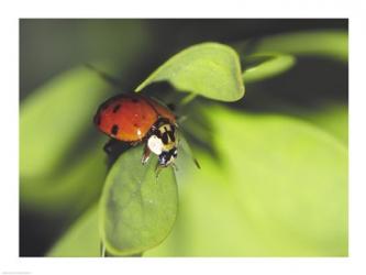 Close-up of a ladybug on a leaf | Obraz na stenu