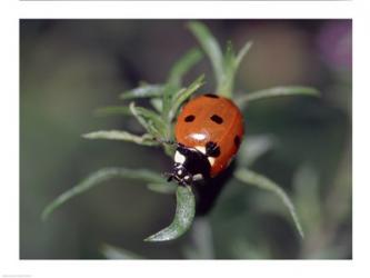 Close-up of a ladybug on leaves | Obraz na stenu