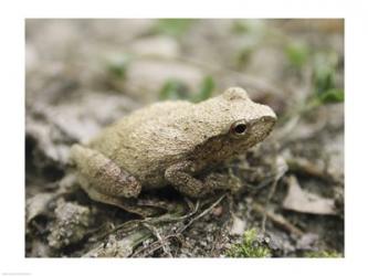 Close-up of a toad on the ground | Obraz na stenu