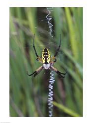 Close-up of a Garden Spider | Obraz na stenu
