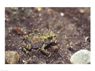 Close-up of a toad on a rock | Obraz na stenu