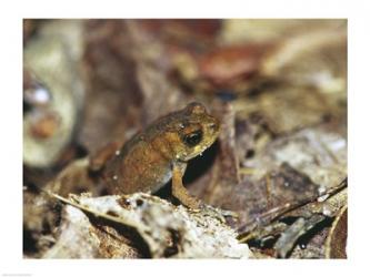 Close-up of a toad on the ground | Obraz na stenu