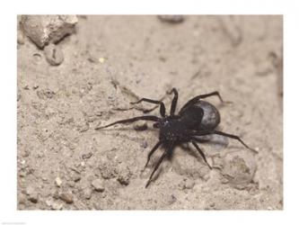High angle view of a Black Widow Spider | Obraz na stenu