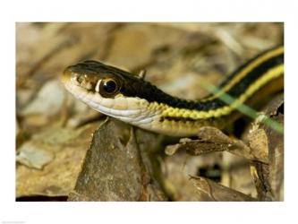 Common Garter Snake | Obraz na stenu