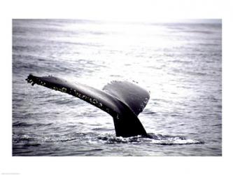 Humpback Whale | Obraz na stenu