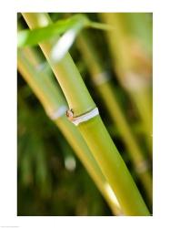 Close-up of bamboo shoots | Obraz na stenu