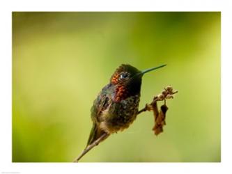 Close-up of a Hummingbird perching on a branch | Obraz na stenu