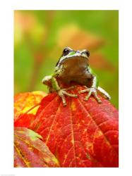 Close-up of a Green Tree Frog on a leaf | Obraz na stenu