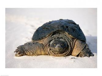 Freshwater turtle on sand | Obraz na stenu