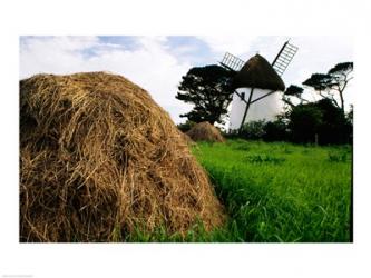 Traditional windmill in a field, Tacumshane Windmill, Tacumshane, Ireland | Obraz na stenu