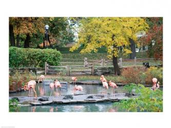 Large group of flamingos wading in water | Obraz na stenu