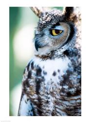 Great Horned Owl | Obraz na stenu