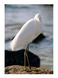 Snowy Egret Standing on Rock by the Water | Obraz na stenu