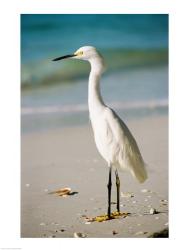 Snowy Egret | Obraz na stenu
