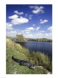 High angle view of an alligator near a river, Everglades National Park, Florida, USA | Obraz na stenu