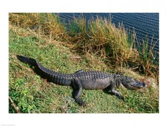 Alligator Everglades National Park Florida USA | Obraz na stenu