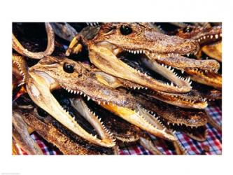 Close-up of the skulls of alligators | Obraz na stenu