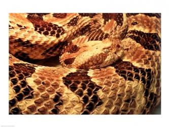 Canebrake Rattlesnake | Obraz na stenu