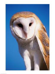 Barn Owl | Obraz na stenu